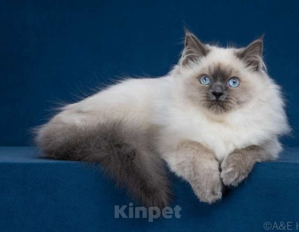 Кошки в Москве: Сибирские ( Невские маскарадные котята) Девочка, Бесплатно - фото 3