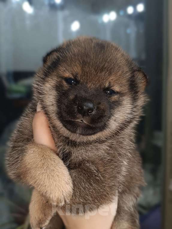 Собаки в Сертолово: Сиба кобель сезам Мальчик, 80 000 руб. - фото 1