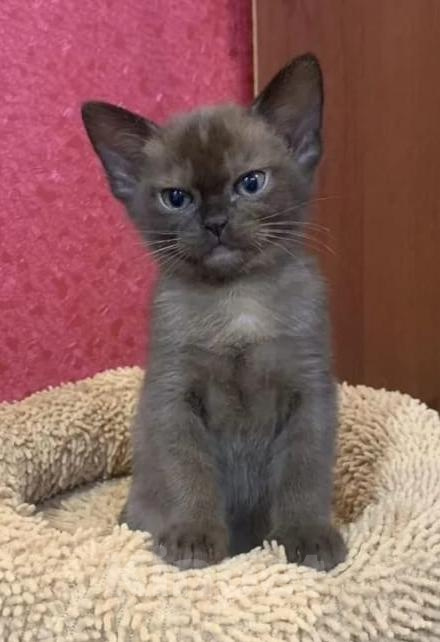 Кошки в Москве: Котята Европейской бурмы Девочка, 55 000 руб. - фото 1