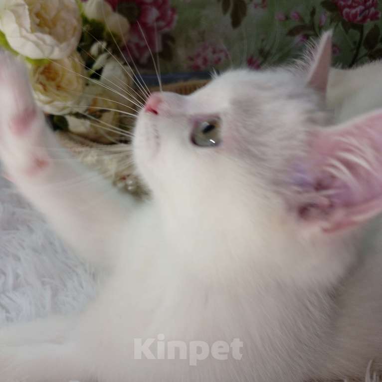 Кошки в Брянске: Милая принцесса белоснежная кошечка Девочка, 15 000 руб. - фото 3