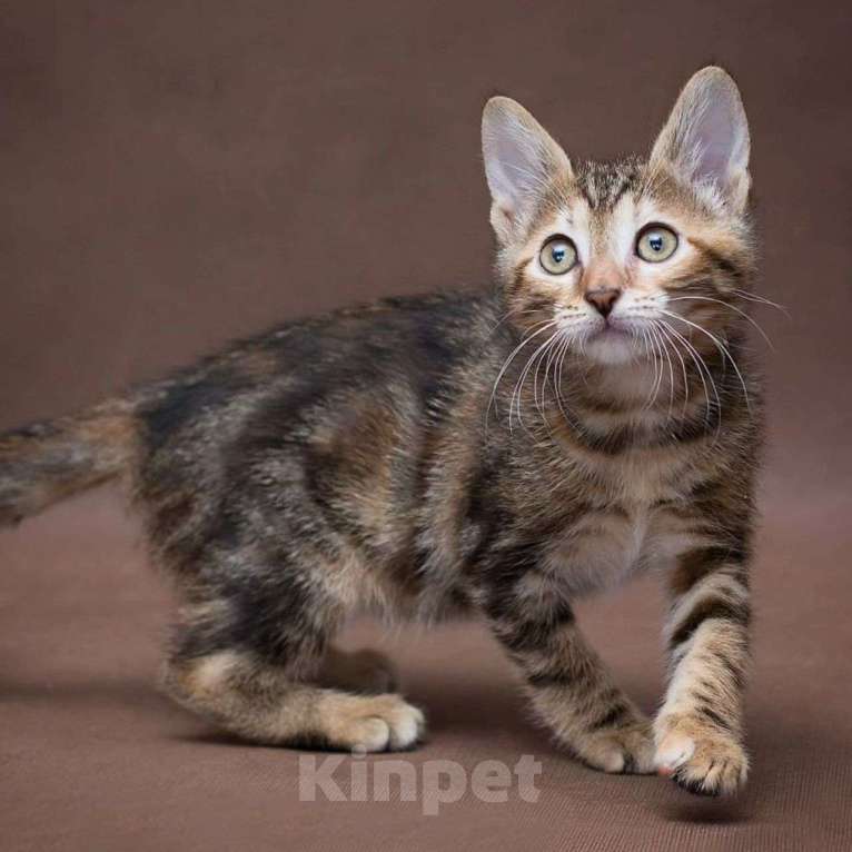 Кошки в Москве: Принцесса Жасмин Девочка, Бесплатно - фото 4