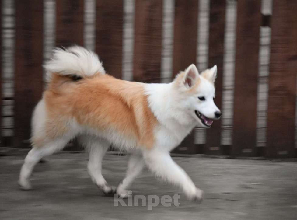 Собаки в Москве: Ненецкая оленегонная лайка, сука Ариша.  Девочка, 60 000 руб. - фото 1