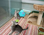 Кошки в Москве: Крохотные котята-девочки в поисках дома Девочка, Бесплатно - фото 2