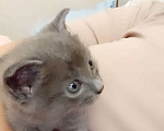 Кошки в Нальчике: Котенок Мальчик, Бесплатно - фото 2