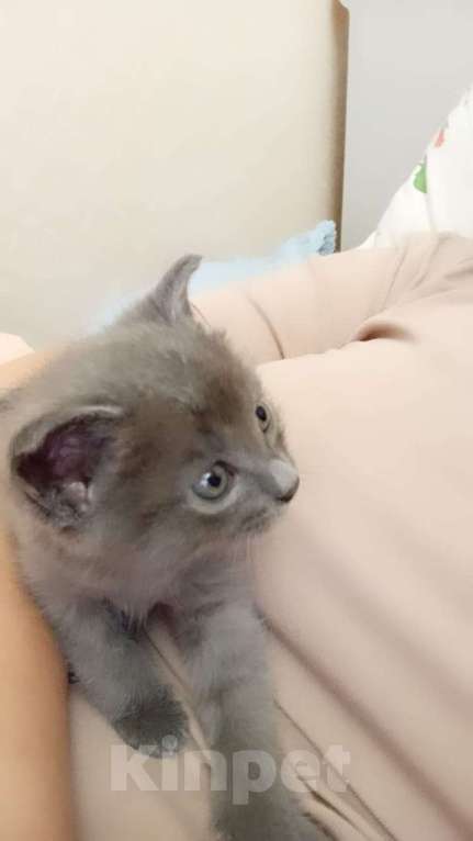 Кошки в Нальчике: Котенок Мальчик, Бесплатно - фото 2