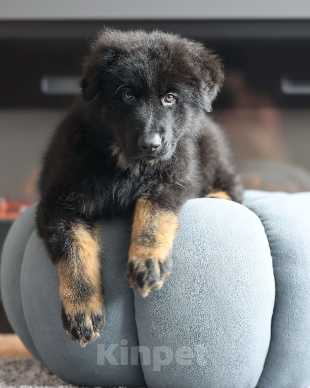 Собаки в Химках: Длинношерстная немецкая овчарка (Кобель). Готов к переезду! Мальчик, Бесплатно - фото 2