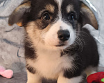 Собаки в других городах Краснодарского края: Очаровашки коржики Мальчик, 35 000 руб. - фото 3