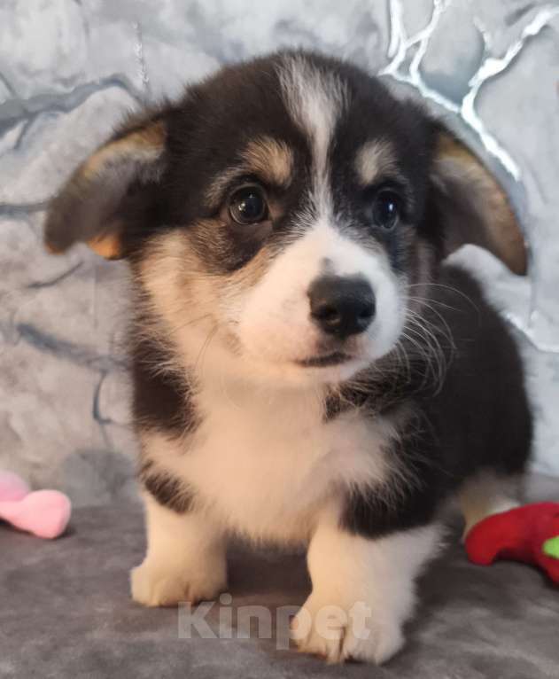 Собаки в других городах Краснодарского края: Очаровашки коржики Мальчик, 35 000 руб. - фото 3