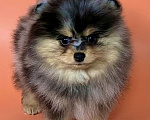 Собаки в Туле: Щенок померанского шпица редкого окраса Мальчик, 60 000 руб. - фото 3
