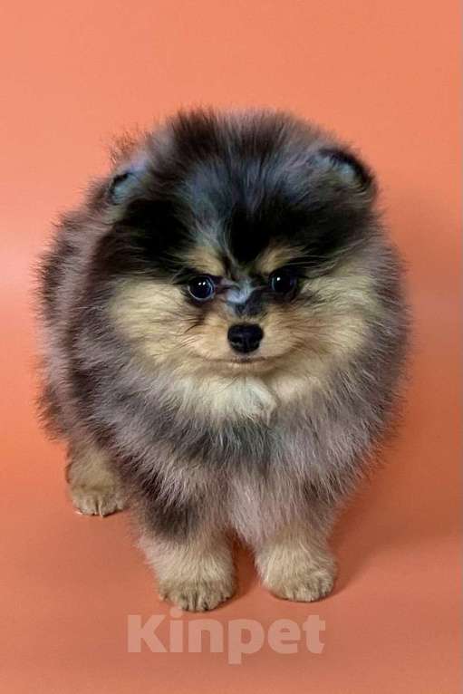 Собаки в Туле: Щенок померанского шпица редкого окраса Мальчик, 60 000 руб. - фото 3