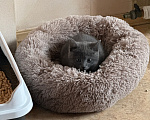 Кошки в Тосно: отдаю котёнка в добрые руки! Девочка, Бесплатно - фото 2
