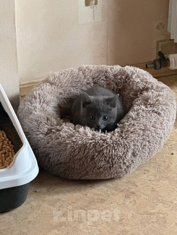 Кошки в Тосно: отдаю котёнка в добрые руки! Девочка, Бесплатно - фото 2