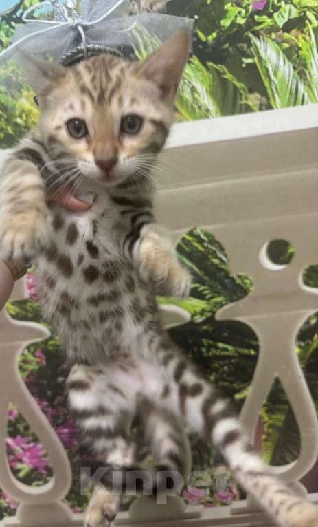 Кошки в Москве: Бенгал Девочка, 14 900 руб. - фото 1