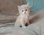 Кошки в Москве: Сибирские котята Мальчик, Бесплатно - фото 7