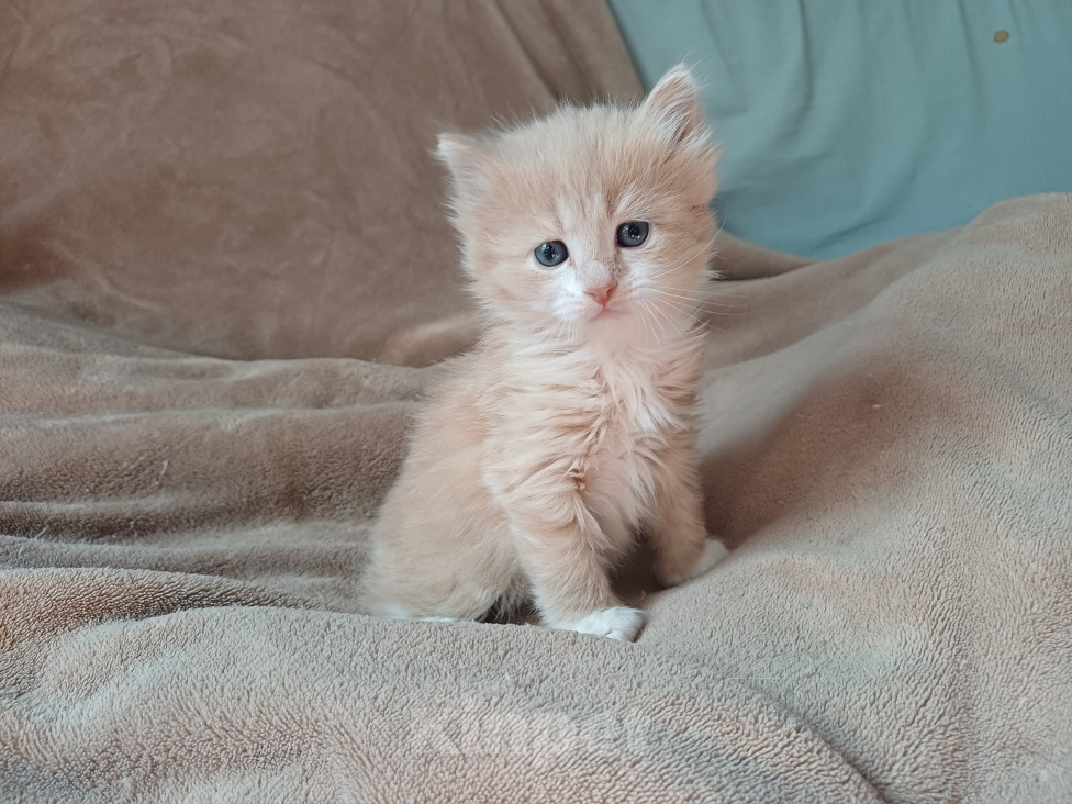 Кошки в Москве: Сибирские котята Мальчик, Бесплатно - фото 7