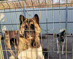 Собаки в Анапе: Американская акита вязка, 5 000 руб. - фото 1
