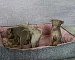 Собаки в Москве: Микро мини стандарт щеночки редкие той, 30 000 руб. - фото 5