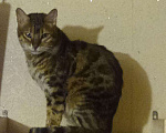 Кошки в Колпашево: Кот бенгал, 2 000 руб. - фото 1