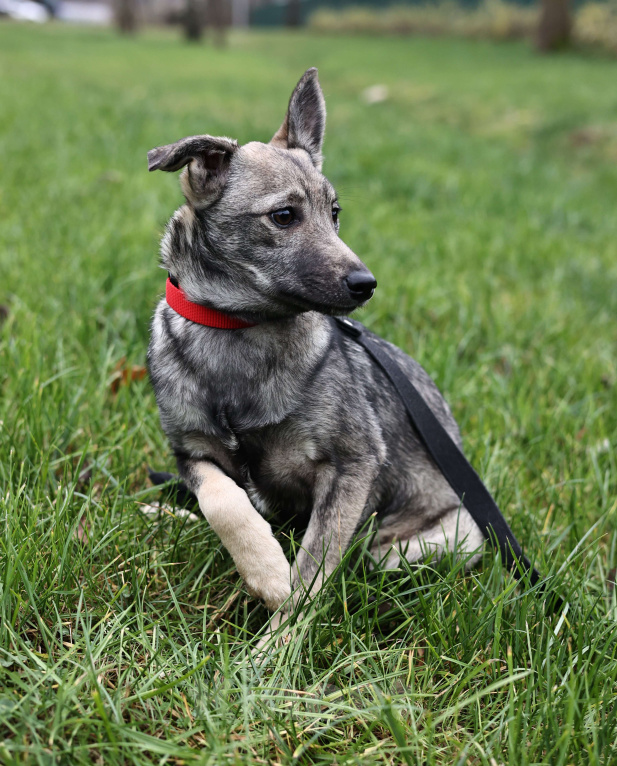 Собаки в Москве: Щенки бесплатно в Москве Девочка, Бесплатно - фото 3