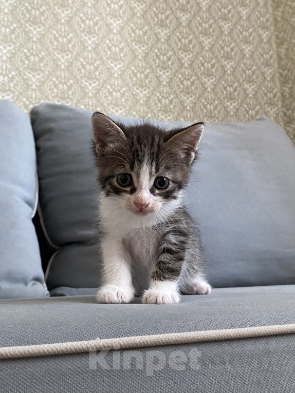 Кошки в Нижнем Новгороде: Котенок в добрые руки Мальчик, Бесплатно - фото 3