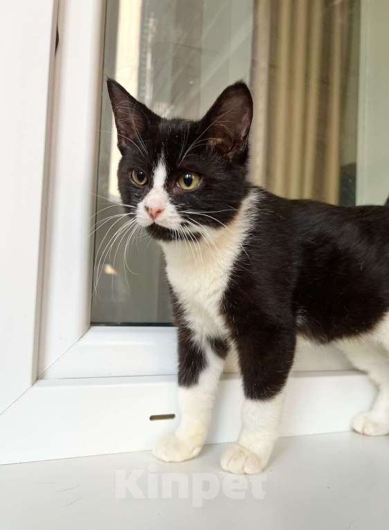 Кошки в Москве: Котенок Ляля - идеальный по характеру ребенок в добрые руки Девочка, Бесплатно - фото 5