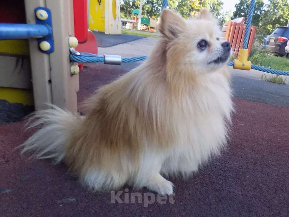 Собаки в Москве: Немецкий шпиц, взрослый мальчик Мальчик, 20 000 руб. - фото 6