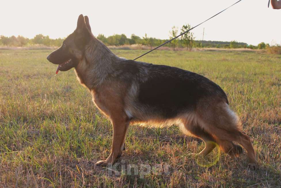 Собаки в Краснодаре: Немецкая овчарка Девочка, 75 000 руб. - фото 3