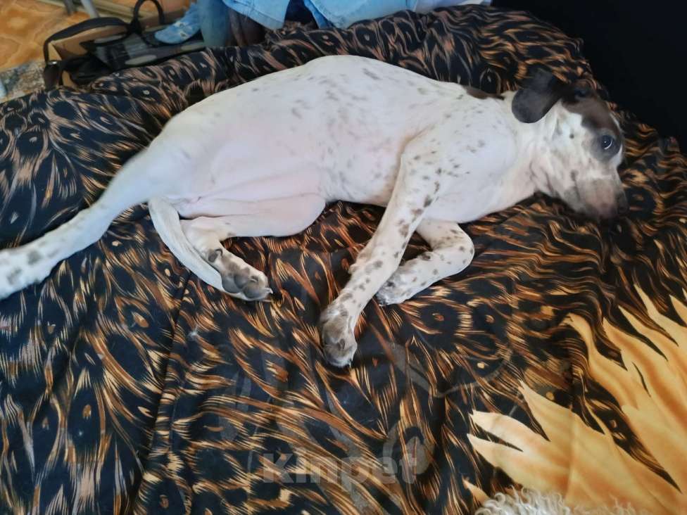 Собаки в Нижнем Тагиле: Ищем добрые руки для щенка Девочка, Бесплатно - фото 3