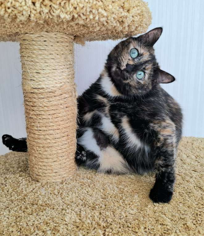 Кошки в Москве: Амели будет на выставке-пристройстве в Москве Девочка, Бесплатно - фото 3