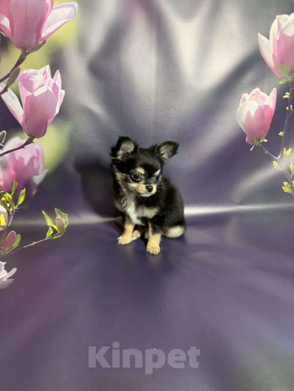 Собаки в Москве: Щенок чихуахуа, мальчик, длиношерстный.  Мальчик, 65 000 руб. - фото 1