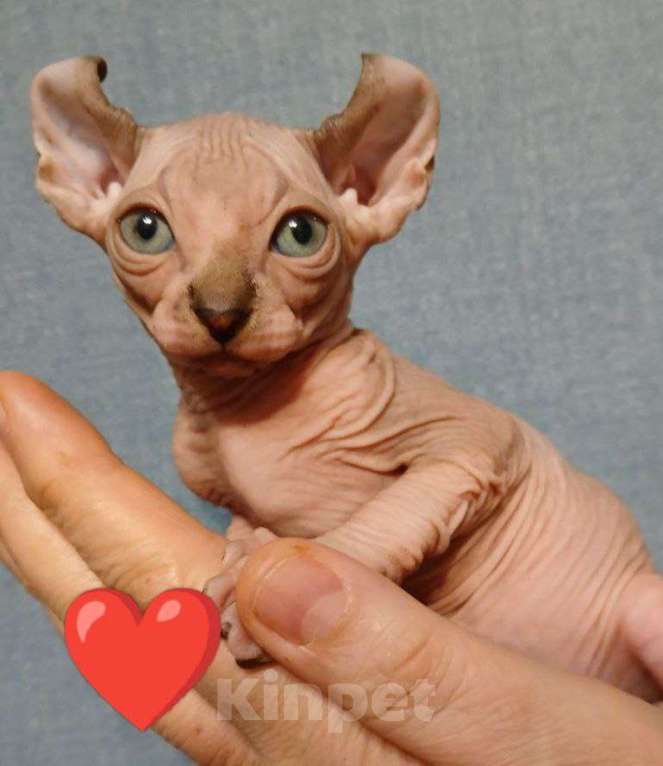 Кошки в Москве: Котята Канадский сфинкс эльф Девочка, 18 000 руб. - фото 8