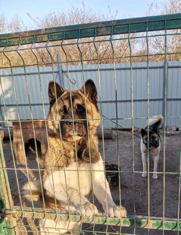 Собаки в Анапе: Американская акита вязка, 5 000 руб. - фото 1