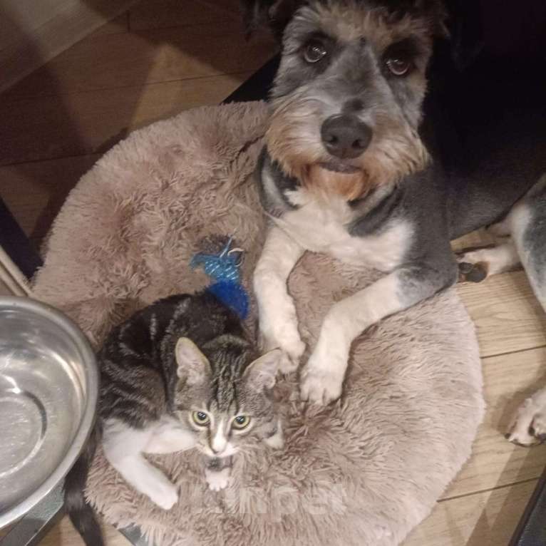 Кошки в Санкт-Петербурге: Ласковее малышей не бывает Мальчик, Бесплатно - фото 3