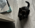 Кошки в Сочи: СРОЧНО ИЩУ ДОМ КОТЕНКУ Мальчик, Бесплатно - фото 4