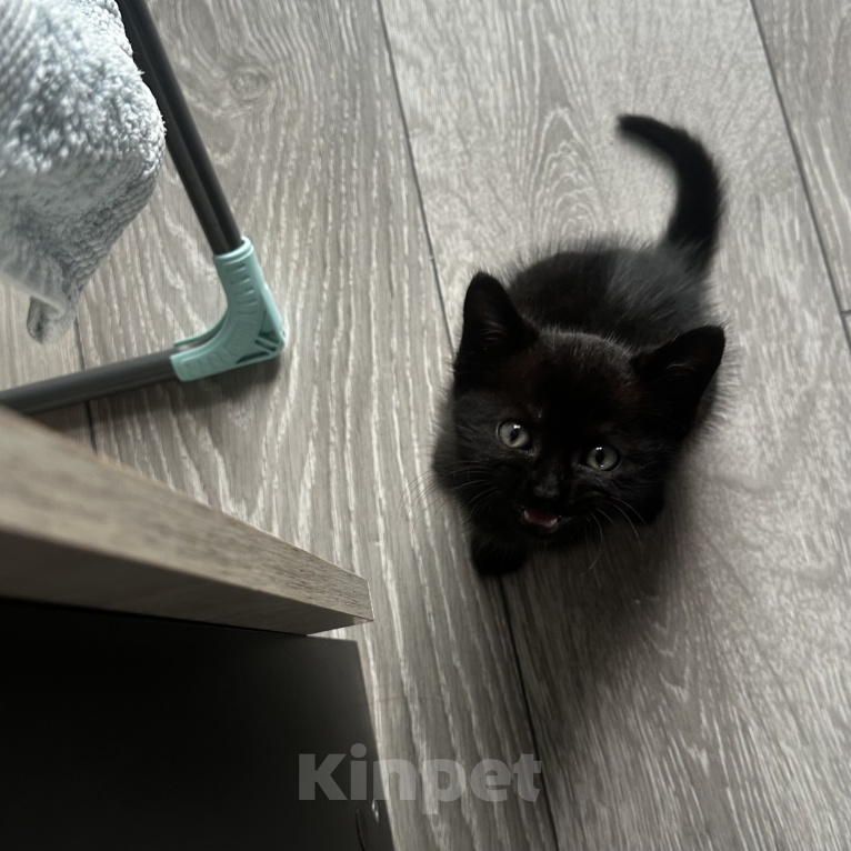 Кошки в Сочи: СРОЧНО ИЩУ ДОМ КОТЕНКУ Мальчик, Бесплатно - фото 4