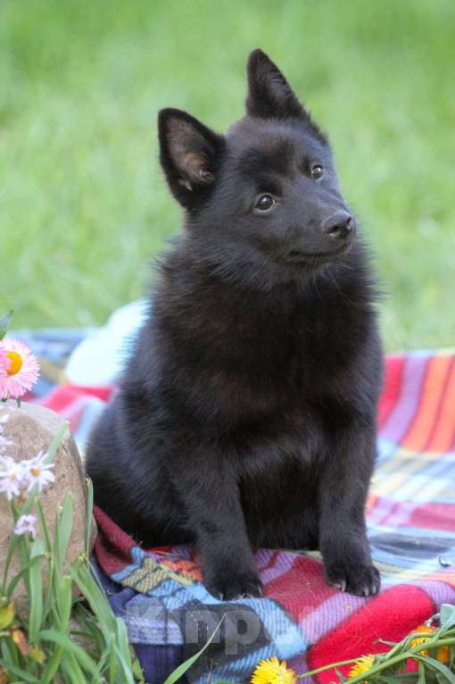 Собаки в других городах Московской области: красивый и перспективный Мальчик, 80 000 руб. - фото 6
