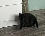 Кошки в Чите: Котёнок мальчик рождён 7 .09.2024 г. К лотку приучен, кушает самостоятельно , активен и игрив .  Мальчик, Бесплатно - фото 2