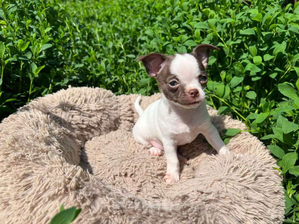Собаки в Москве: Один на миллион  Мальчик, Бесплатно - фото 2