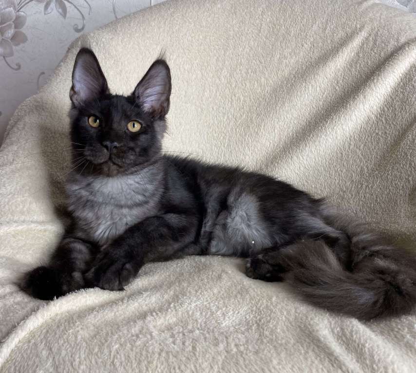 Кошки в Дмитрове: Черный дымчатый мальчик мейн кун Richard Мальчик, 40 000 руб. - фото 5
