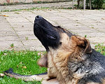 Собаки в Истре: Ками ищет хорошего хозяйна Девочка, 25 000 руб. - фото 3