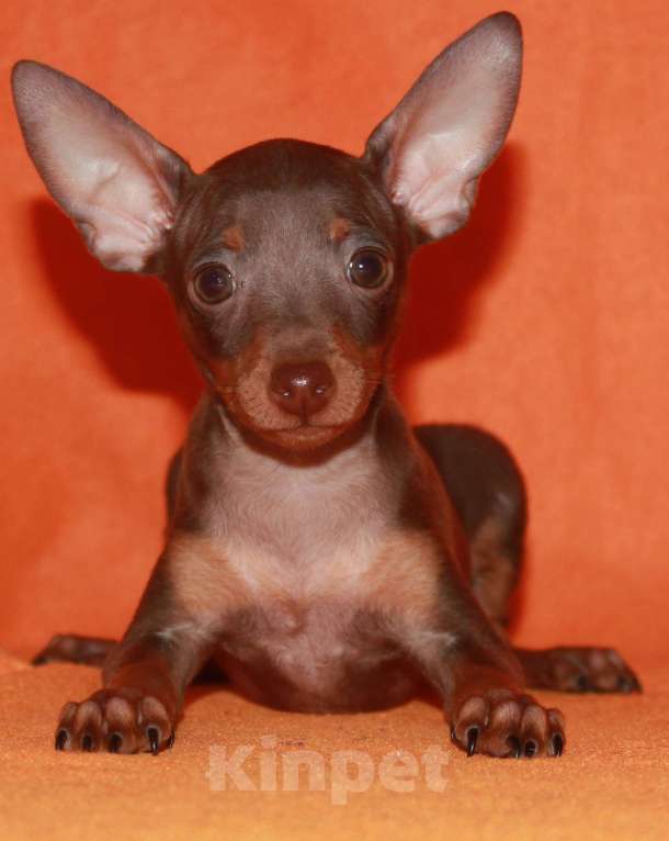 Собаки в Москве: Продаются щенки пражского крысарика Мальчик, Бесплатно - фото 1