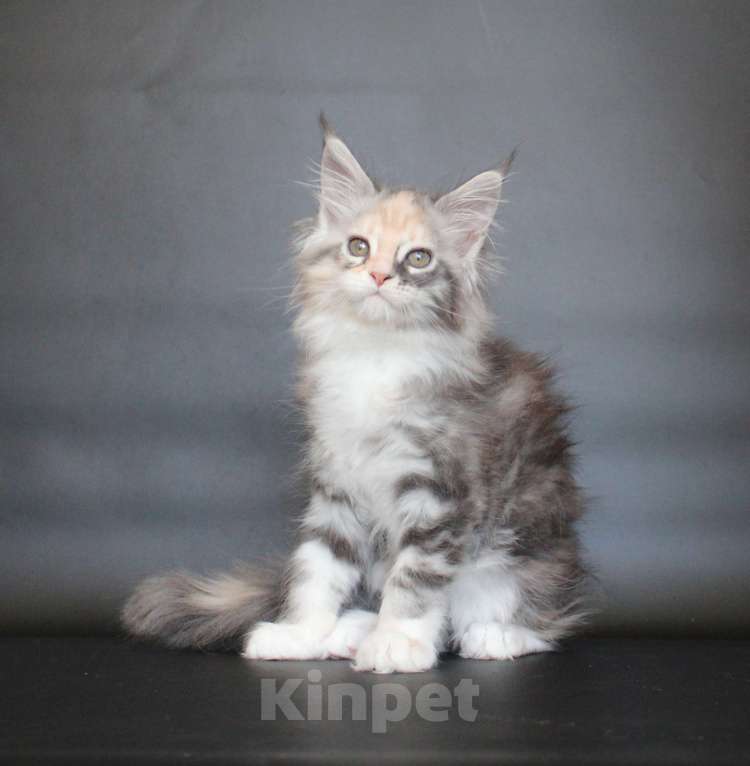 Кошки в Екатеринбурге: Деметра девочка пушистая Девочка, 35 000 руб. - фото 2