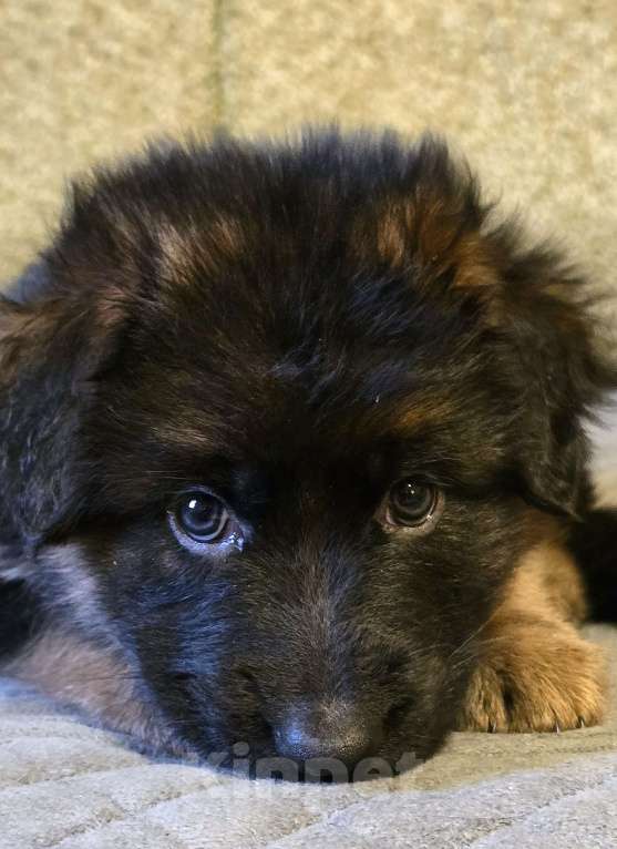 Собаки в Санкт-Петербурге: Щенок немецкой овчарки длинношерстной Девочка, 60 000 руб. - фото 2