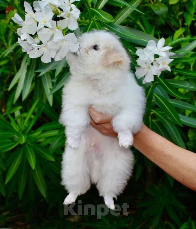 Собаки в Сургуте: Щенок Мальтезе мальчик 5 месяцев Мальчик, 100 000 руб. - фото 2