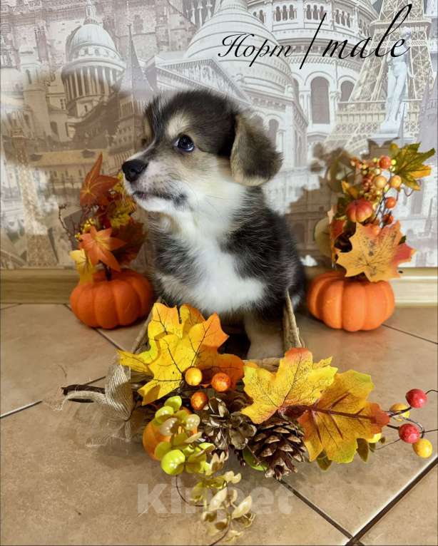 Собаки в Омске: Норт Мальчик, 40 000 руб. - фото 1