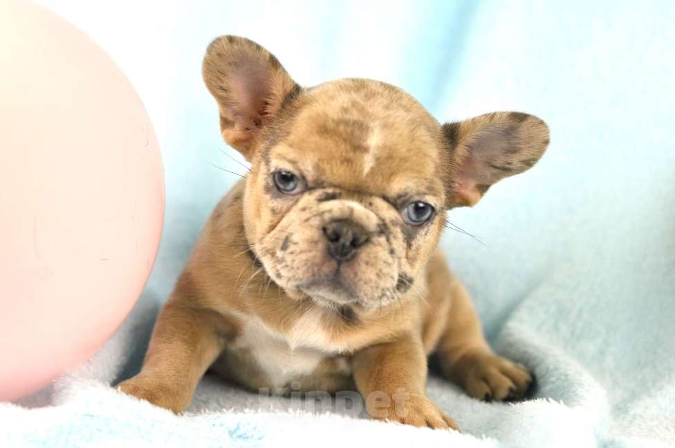 Собаки в Москве: Солнечная девочка Девочка, 60 000 руб. - фото 2