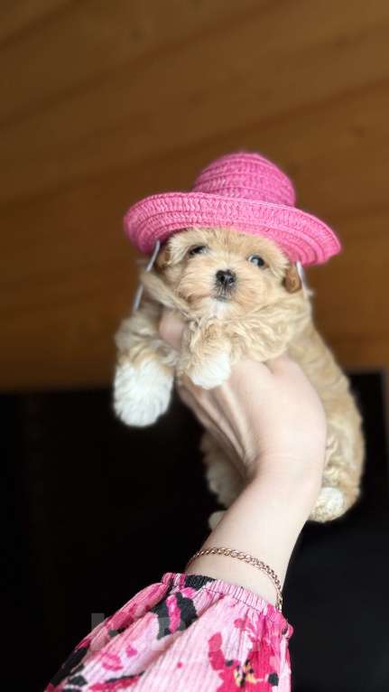 Собаки в Москве: Мальтипу f1 мини Девочка, 300 000 руб. - фото 2