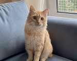 Кошки в Санкт-Петербурге: Котики Девочка, Бесплатно - фото 4