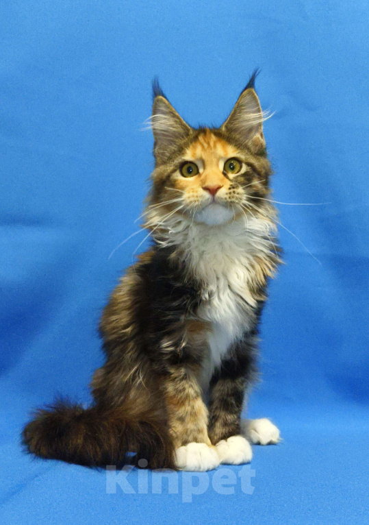 Кошки в Москве: Котенок Мейн-Кун Девочка Девочка, 47 000 руб. - фото 9