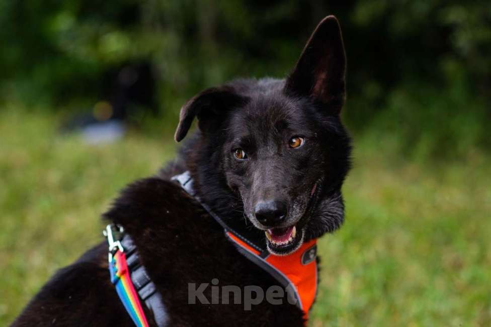 Собаки в Москве: Колби Девочка, Бесплатно - фото 2